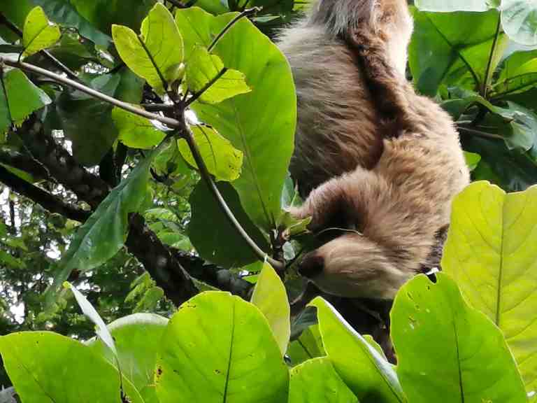 Animal Silvestre 