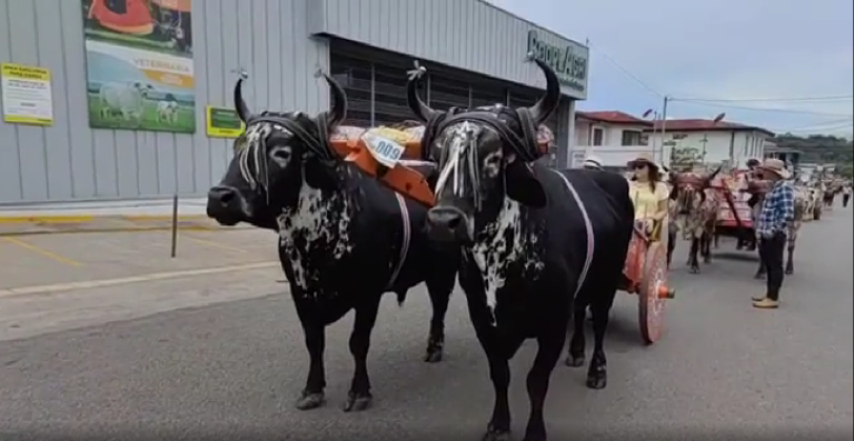 Desfile de Boyeros de PZ