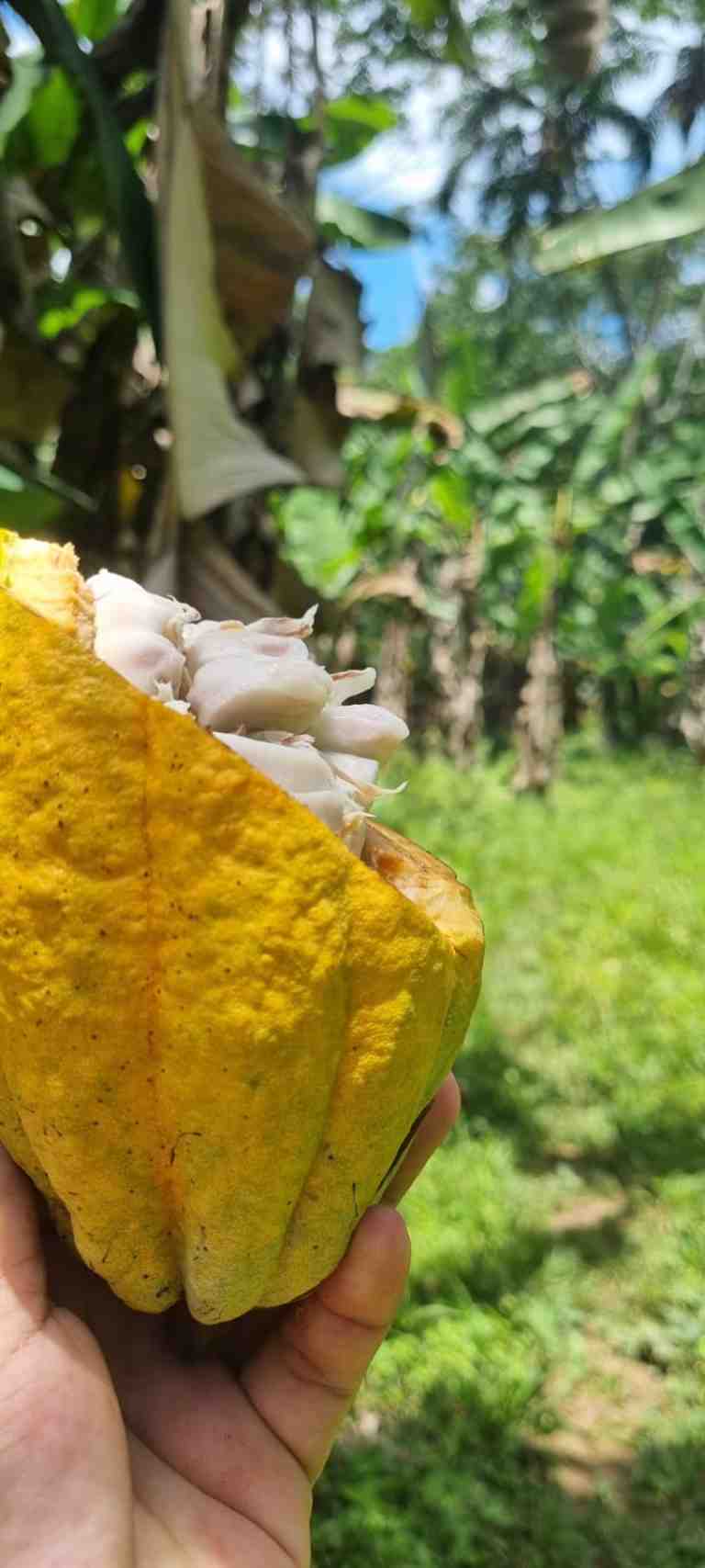fruta de cacao