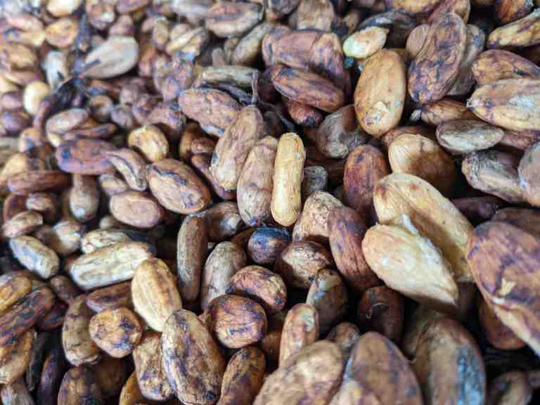 semillas de cacao 