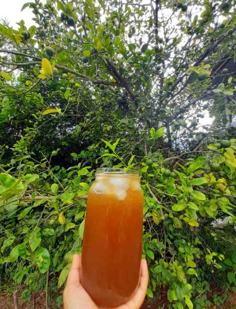 Agua de sapo o limonada