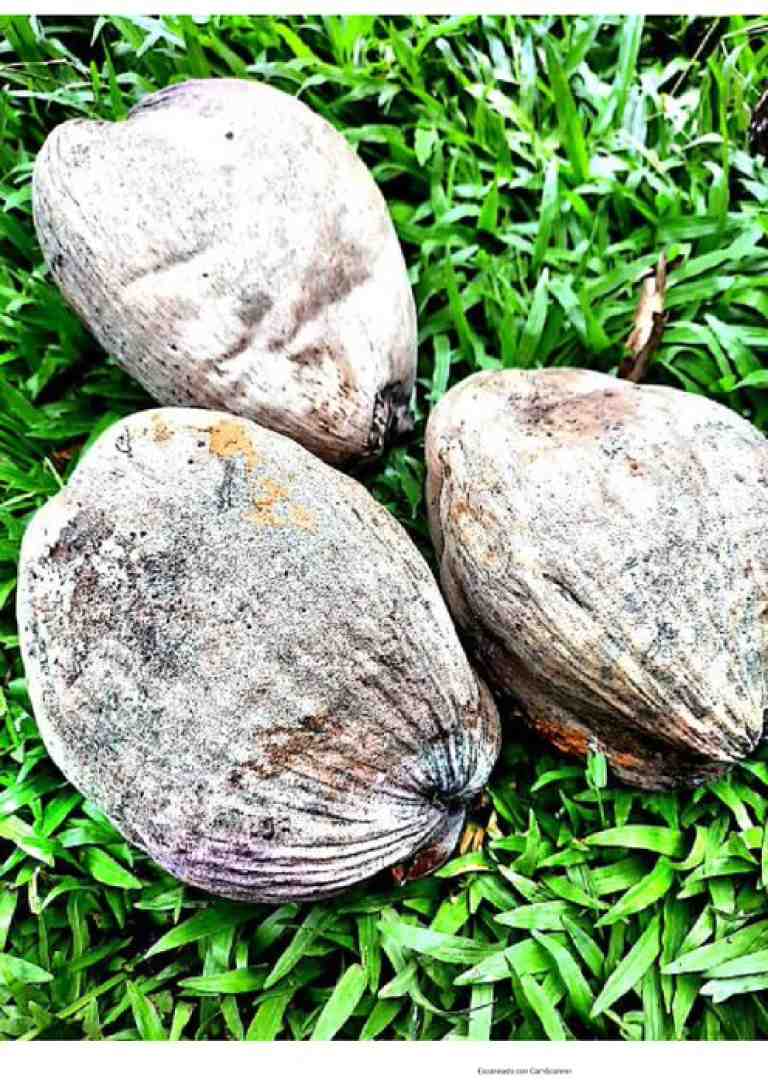 Cajetas de coco con dulce