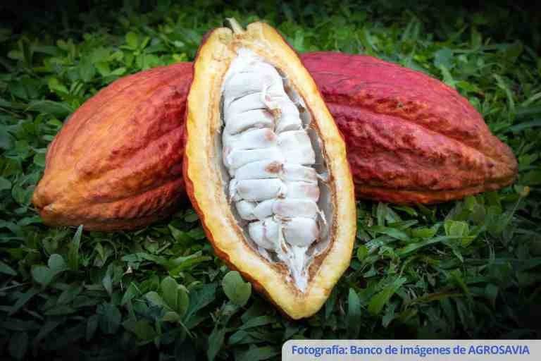 cacao